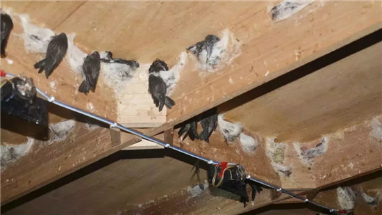 燕屋搭建木板用料注意事項