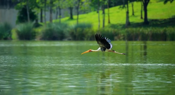 馬來(lái)西亞——濕地公園